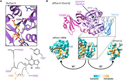 N2-methylguanosine and N2, N2-dimethylguanosine in cytosolic and mitochondrial tRNAs